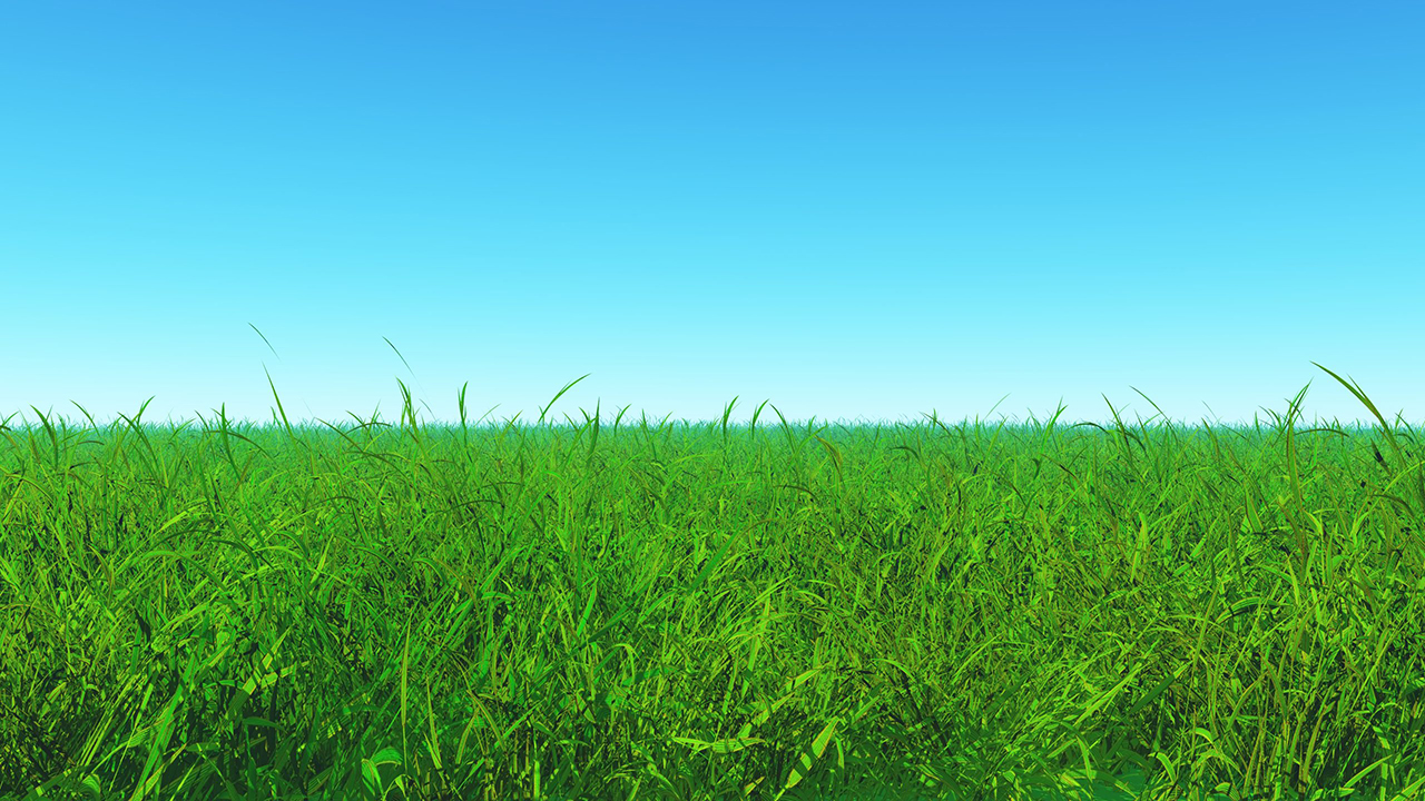Feld mit Gras
